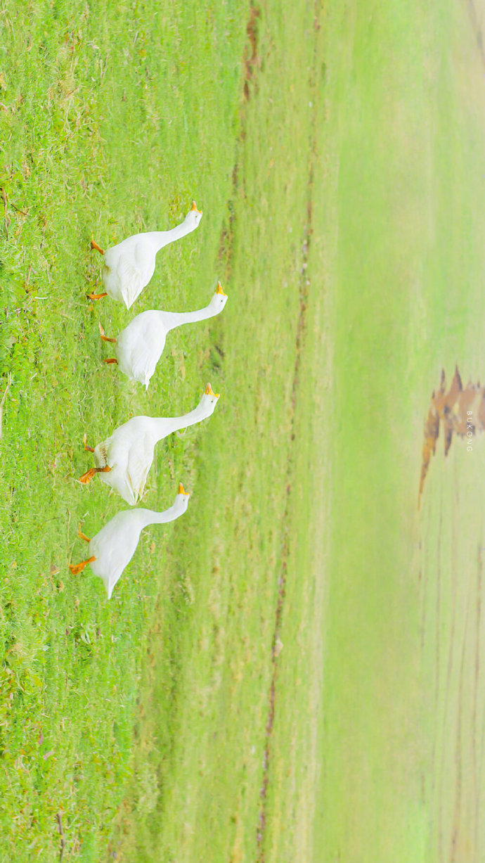 可爱风景文艺简约壁纸