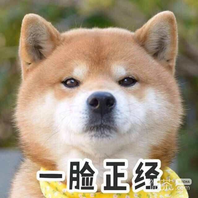 柴犬一集表情包