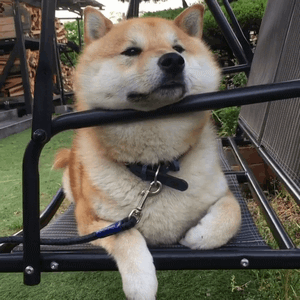 柴犬一集表情包