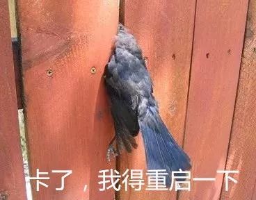 可爱的鸽子表情包