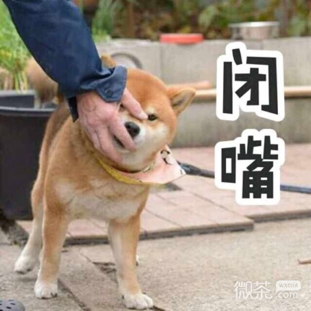 柴犬一集表情包
