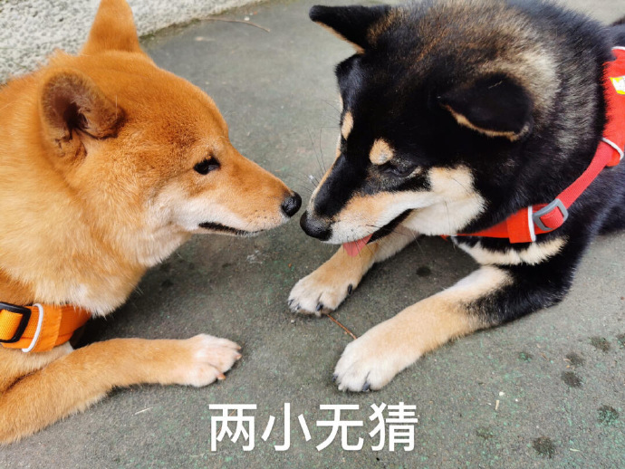 今日份沙雕表情合集（二）