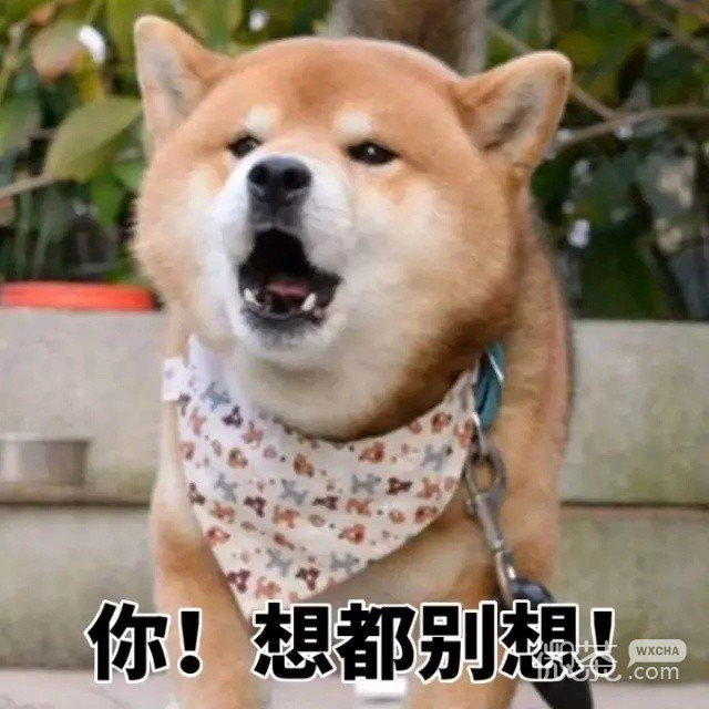 柴犬一集表情包