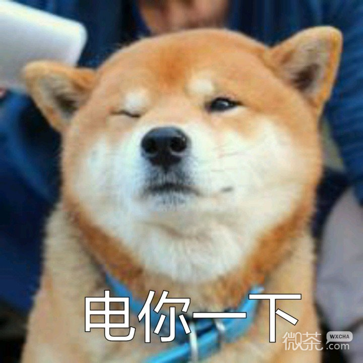 柴犬一集表情包