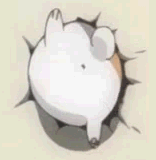 夏目友人帐-肥猫咪可爱搞笑表情包