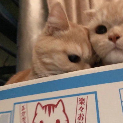 猫咪情头