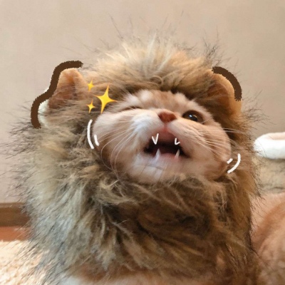 猫咪情头