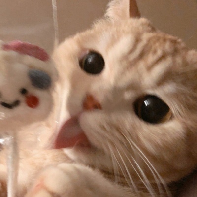 猫咪情头