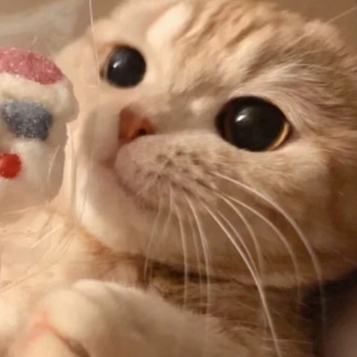 猫咪情头