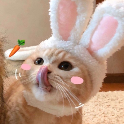 猫咪情头