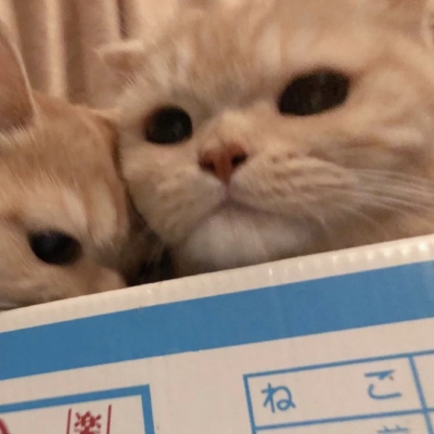猫咪情头