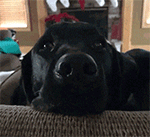 微信搞笑无厘头表情包6/8（三）