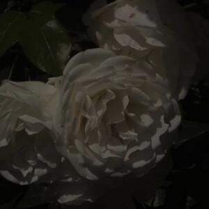 暗黑系唯美背景图