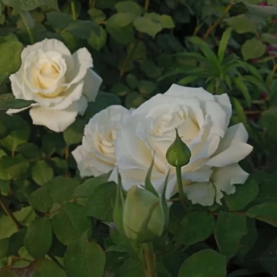 唯美绿色系治愈背景图