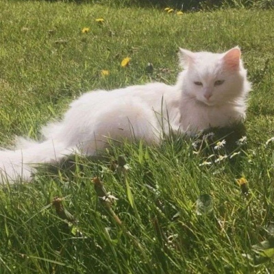 唯美绿色系治愈背景图