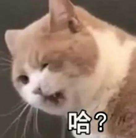 猫猫表情包合集三