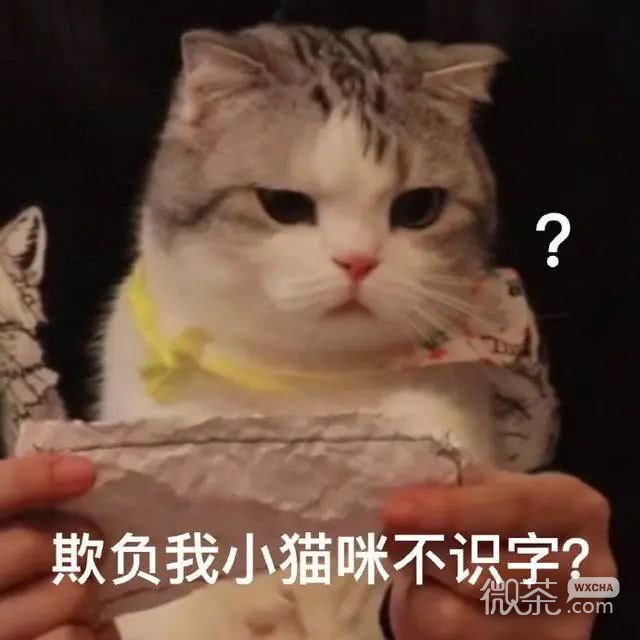 猫猫表情包合集三