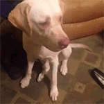 微信搞笑无厘头表情包6/11（三）