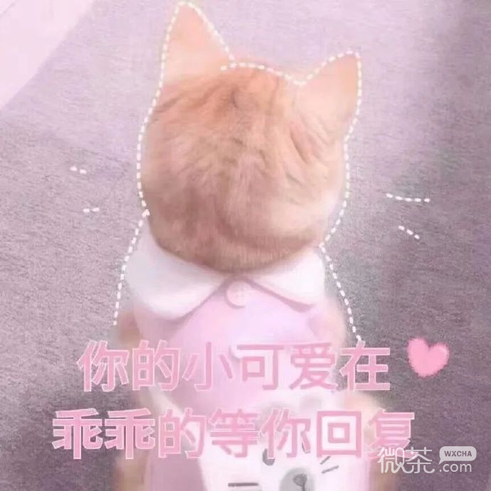 猫猫表情包合集三