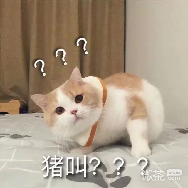 猫猫表情包合集三