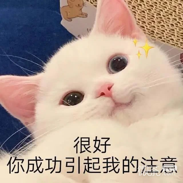 猫猫表情包合集三
