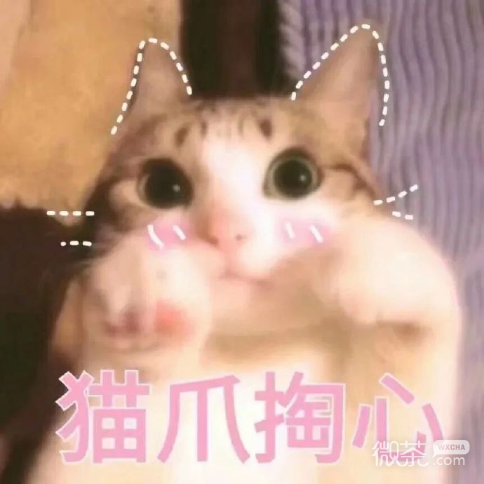 猫猫表情包合集三