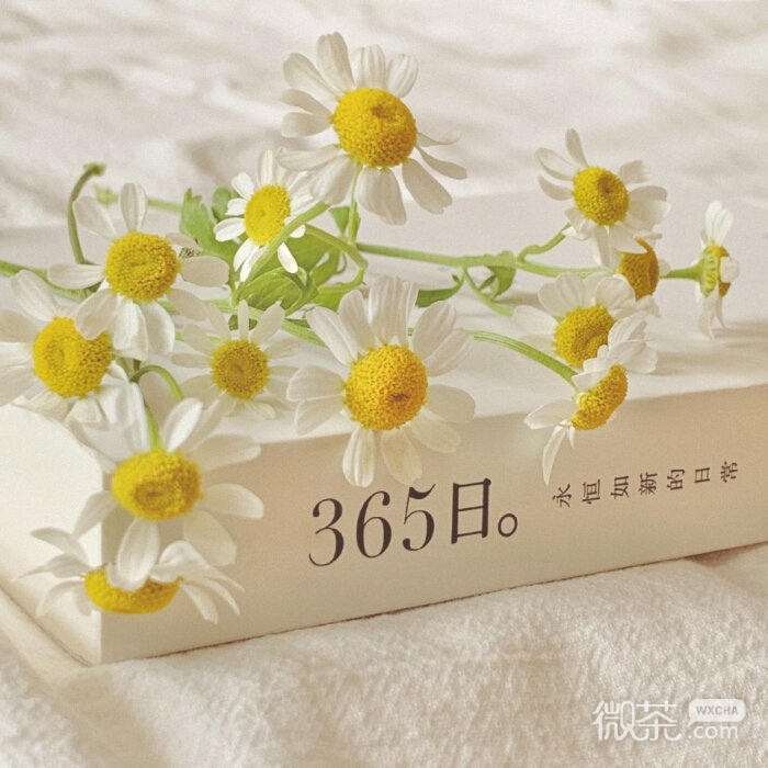 唯美皱菊微信朋友圈配图