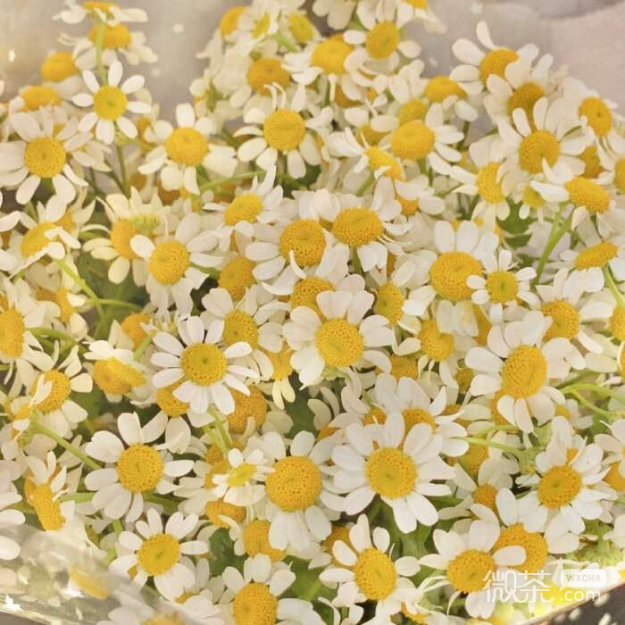 唯美皱菊微信朋友圈配图