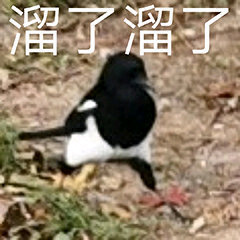 微信搞笑无厘头表情包6/16(三)