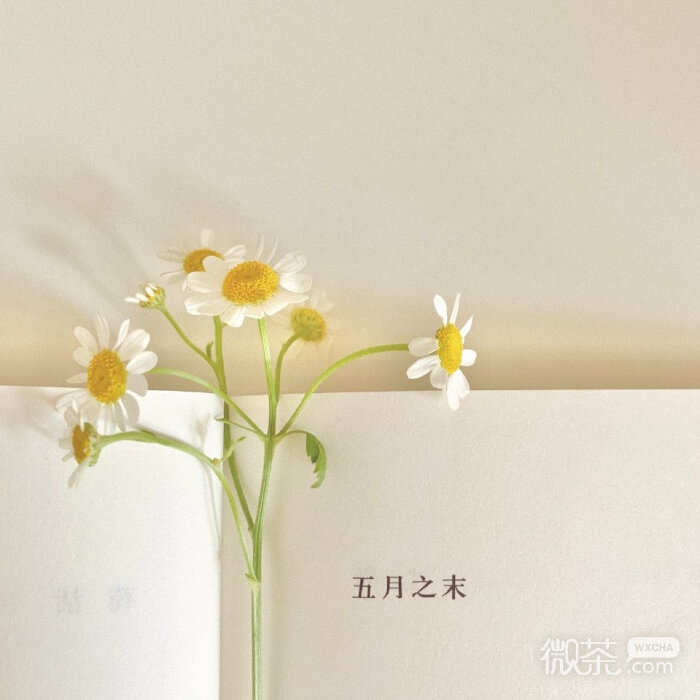唯美皱菊微信朋友圈配图