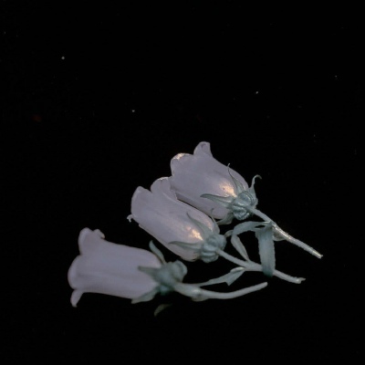 意境白色与众不同禁欲背景图