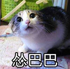 猫猫怂微信表情包