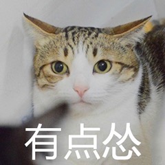 猫猫怂微信表情包