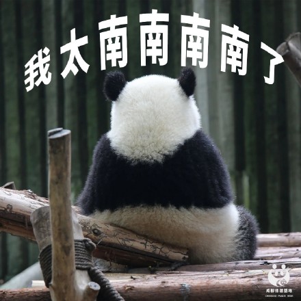 今天才周四熊猫组合表情包