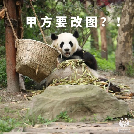 今天才周四熊猫组合表情包