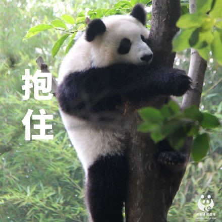 今天才周四熊猫组合表情包