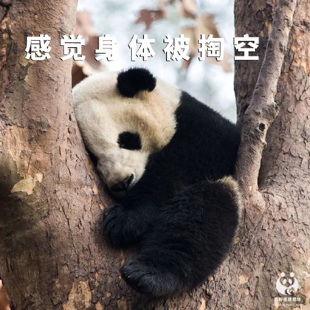 今天才周四熊猫组合表情包