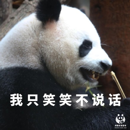 今天才周四熊猫组合表情包