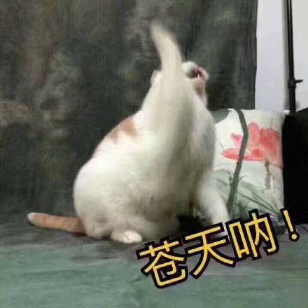 微信搞笑可爱卖萌表情6/18（三）