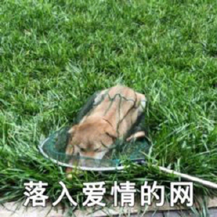 微信搞笑可爱卖萌表情6/18（三）