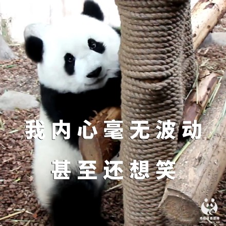 今天才周四熊猫组合表情包