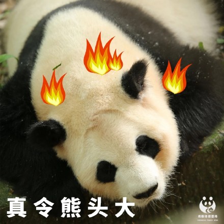 今天才周四熊猫组合表情包