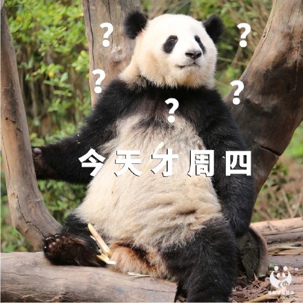 今天才周四熊猫组合表情包