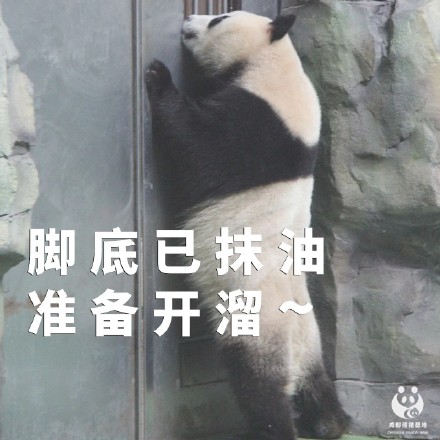 今天才周四熊猫组合表情包