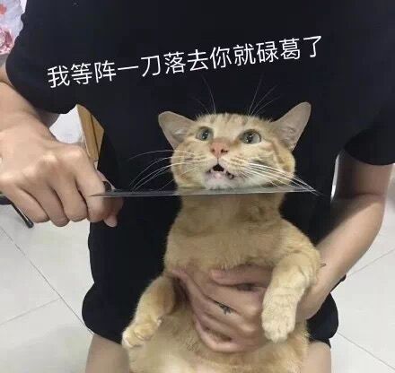 微信近期斗图恶搞表情包2020/6/20（二）