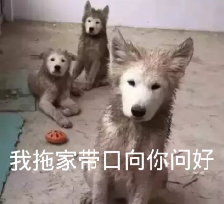 微信搞笑无厘头表情包6/20（二）