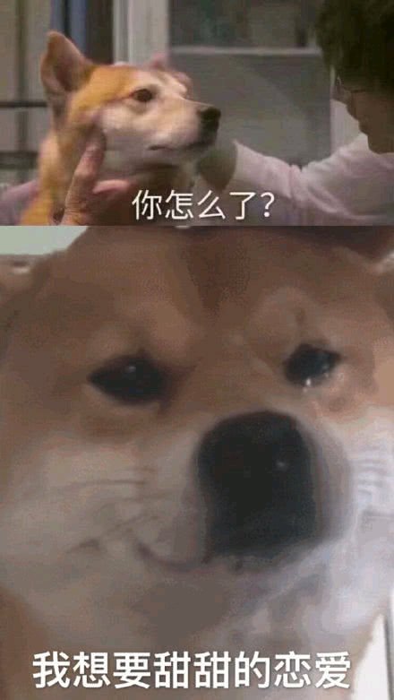 微信近期斗图恶搞表情包2020/6/21（二）