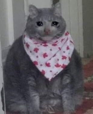 伤心猫微信表情包