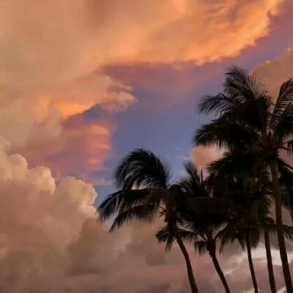 新鲜唯美静物背景图