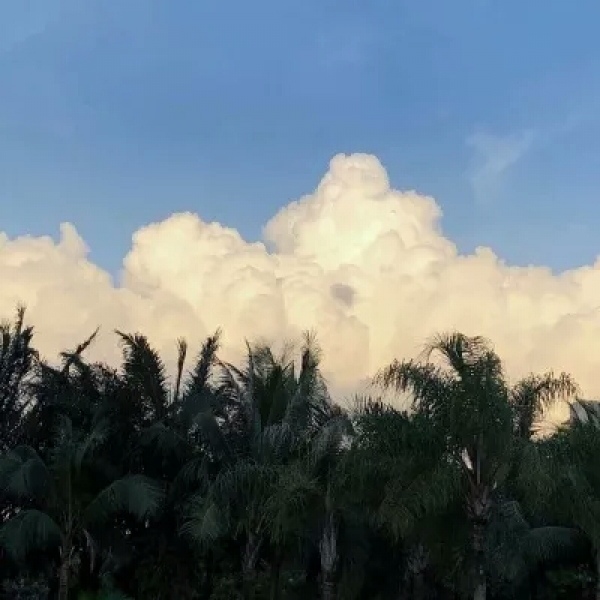 新鲜唯美静物背景图